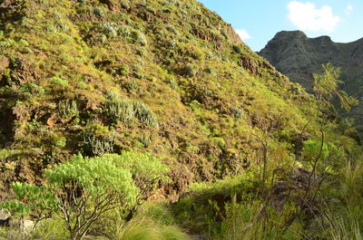 Low angle view of trees