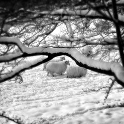 Low angle view of a tree