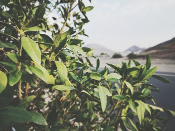 Close-up of fresh green plant against sky