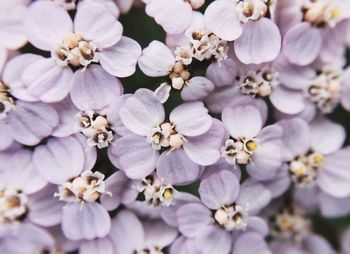 Full frame shot of white flowers