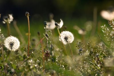 Close-up of flowers