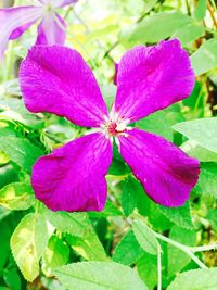 Close-up of wet purple flower