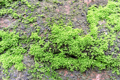 High angle view of moss growing on field