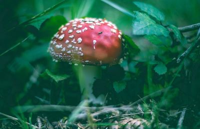 Close-up of fly agaric mushroom growing on field