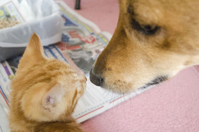 Close-up of kitten and dog at home