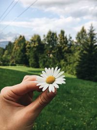 Close-up of hand holding daisy flower