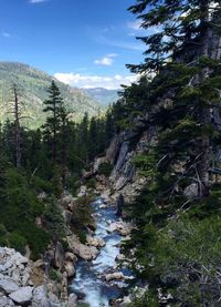 River flowing through forest