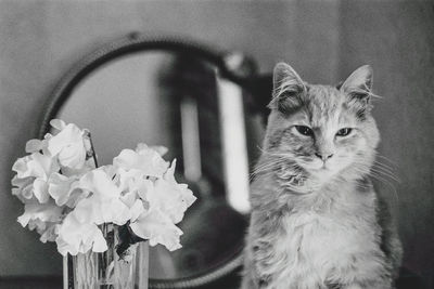 Close-up portrait of cat by wall at home