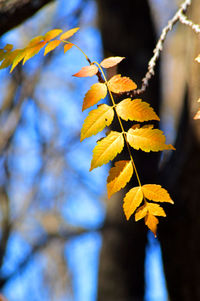 Close-up of maple leaves on branch