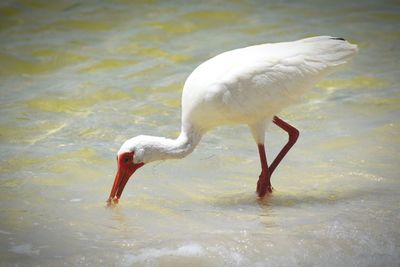 View of birds in water