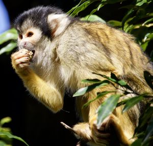 Close-up of monkey eating