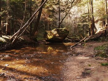 River amidst trees in forest