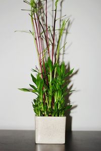 Close-up of potted plant on table against wall