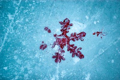 High angle view of red leaf on snow