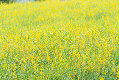 Scenic view of oilseed rape field