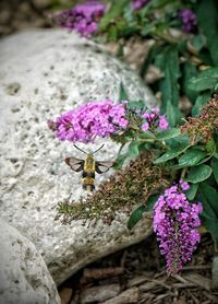 Close-up of insect on purple flowering plant