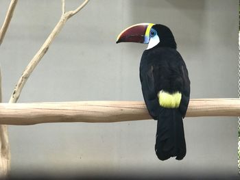 Close-up of bird perching outdoors