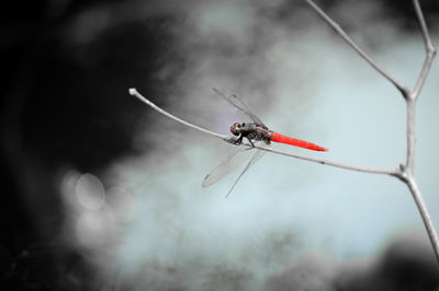 Close-up of dragonfly