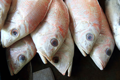 High angle view of fish for sale