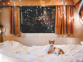 Portrait of cat relaxing on bed in motor home