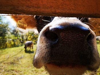 Close-up portrait of cow