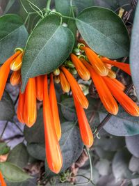 Close-up of orange flowers