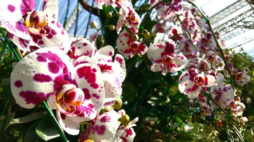 Close-up of pink flowers