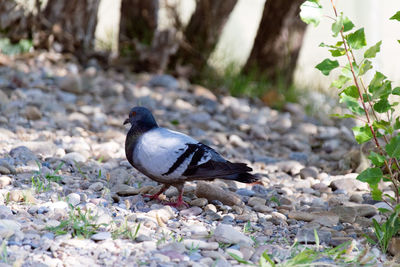 Close-up of bird on rock