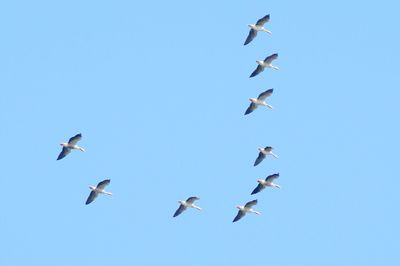 Low angle view of birds flying against clear blue sky