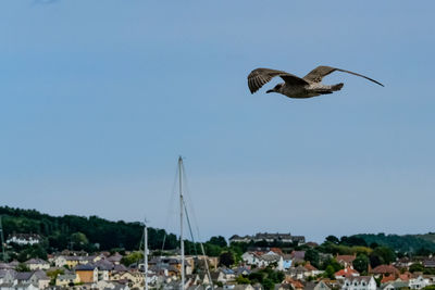 Bird flying over water against clear sky