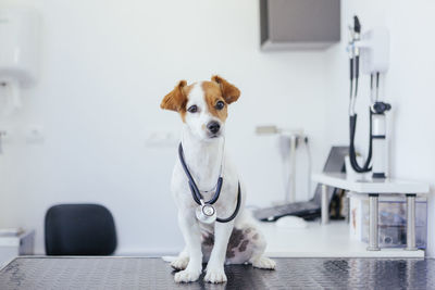 Portrait of dog sitting on table