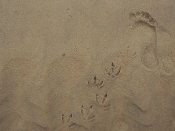 High angle view of footprints on sand at beach