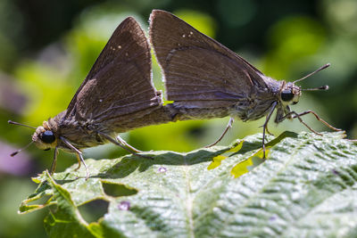 Close-up of butterfly on leaf