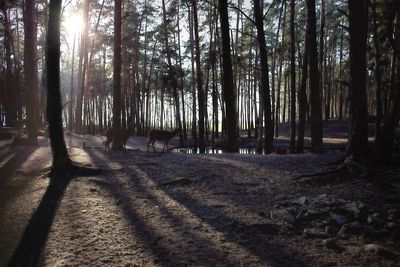 Trees in forest