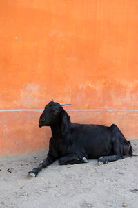 Black dog sitting on land