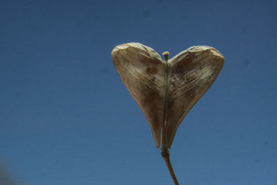 Close-up of heart shape against blue sky