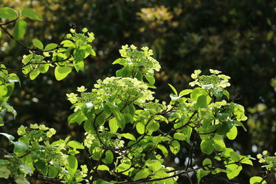Close-up of fresh green plants