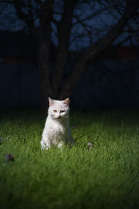 Portrait of a cat on field