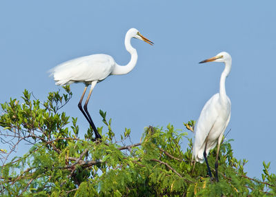 White birds perching on a plant