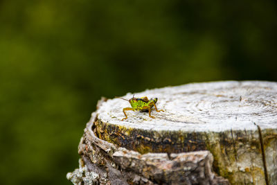 Close-up of insect on wood 