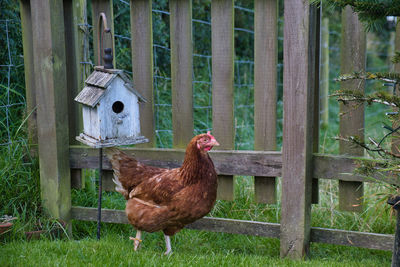 Close-up of bird on field