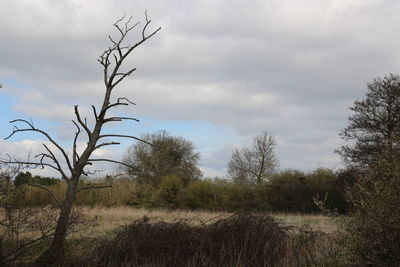 Bare trees on field against sky