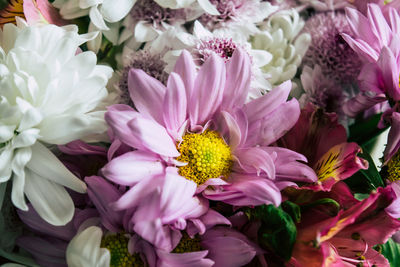 Close-up of pink flowers