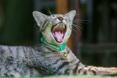 Close-up of cat yawning