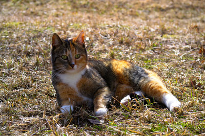 Portrait of a cat on field