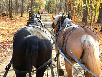 Horses in a forest