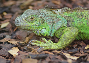 Close-up of lizard on field