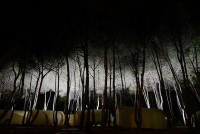 Low angle view of bamboo trees in forest