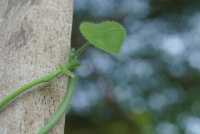 Close-up of green leaves