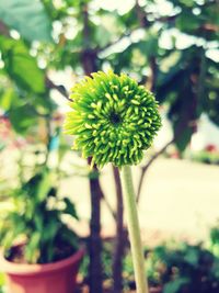 Close-up of flower against blurred background